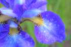 USA, Washington State, Seabeck. Blue iris blossom with raindrops. Art Print